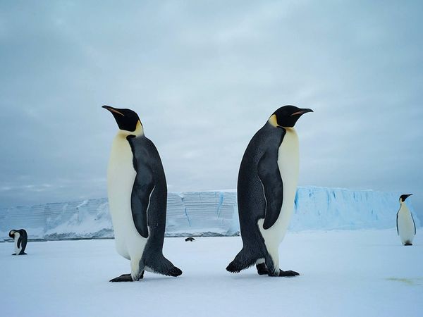Emperors Penguins